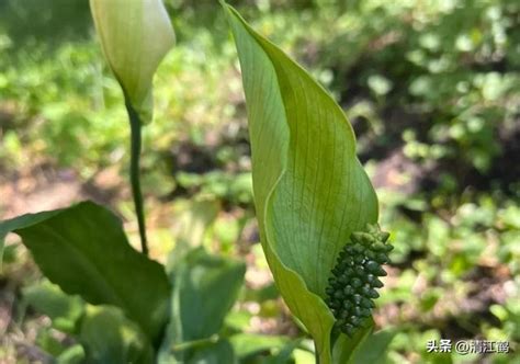 白鶴芋葉子下垂|白鶴芋葉子下垂的原因及措施